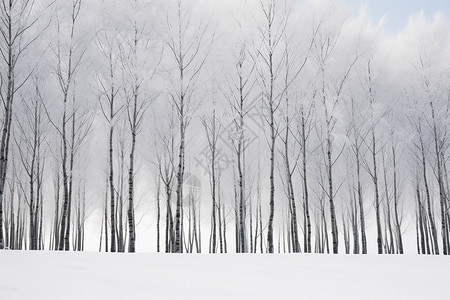 冬季白色的森林景观图片