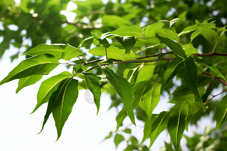 枝叶茂密翠叶晶莹的树叶背景