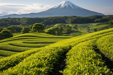 青青翠绿的茶山景观背景图片