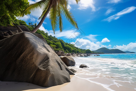 热带沙滩上的椰树图片