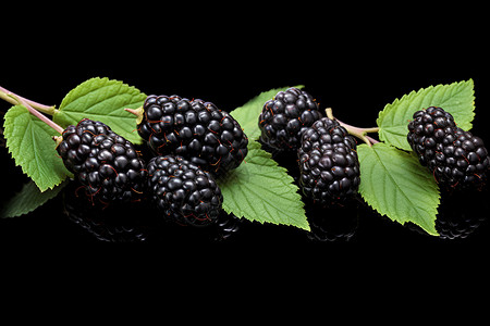 营养丰富的黑莓果实高清图片