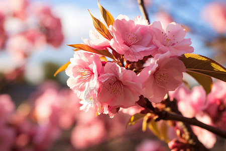 粉色花朵盛开的树枝图片