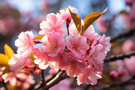 春日里盛开的樱花图片