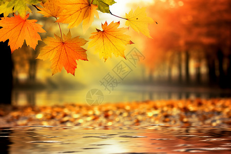秋日垂落水面的树叶背景