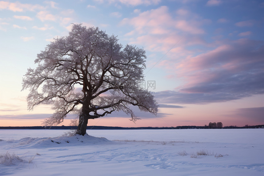 积雪原野里的大树图片