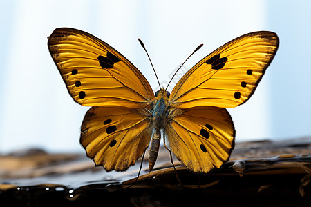蓝天白云下的黄色蝴蝶背景图片