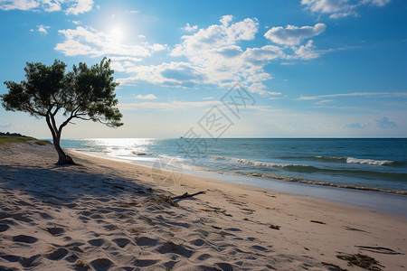 沙滩上孤独的树图片