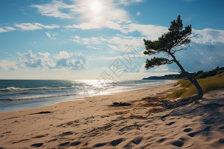 海边一颗孤独的小树背景图片