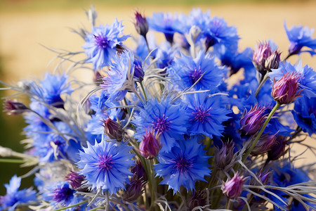盛开的蓝色花朵背景图片