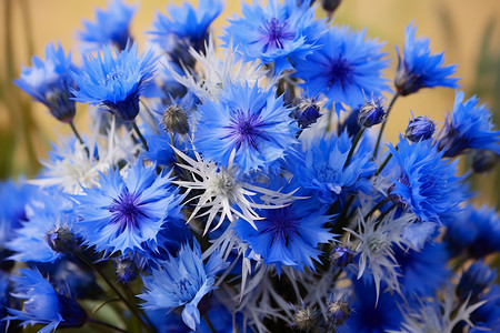 一丛花田园风光中的蓝色丛花背景