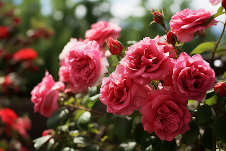 粉红玫瑰的浪漫图片