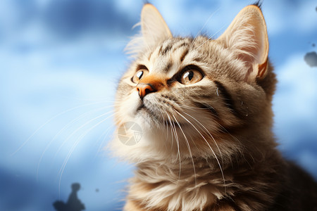 思考着的猫仰望天空的猫背景