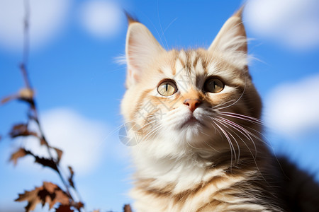 猫思考的素材天空下猫咪背景