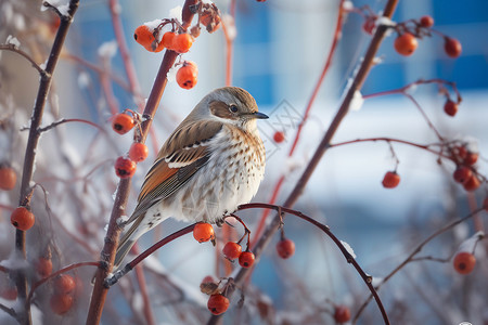 冬季红浆果上的鸟背景图片