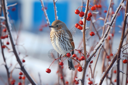 冬季寒冷中的鸟高清图片