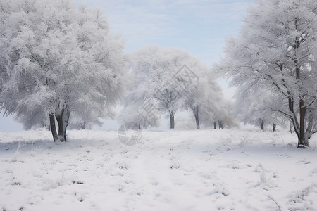 冬日白雪皑皑图片