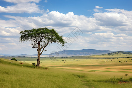 孤零零的树背景图片