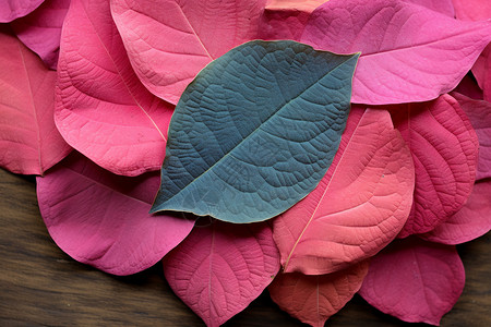 粉红色的叶子背景图片