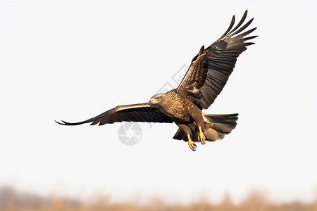 黄褐色秃鹫翱翔天空的猛禽背景