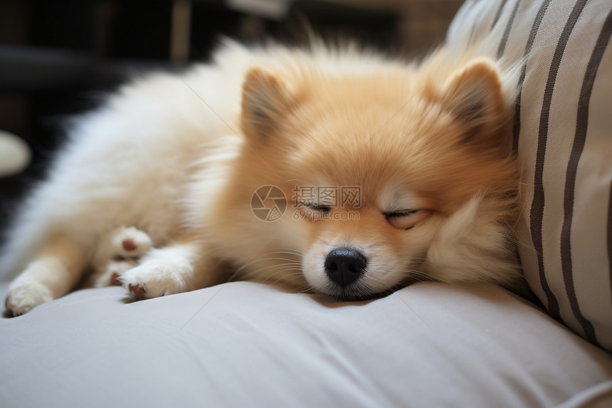 可爱的小狗在睡觉图片