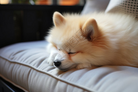 懒懒的小狗在沉睡图片