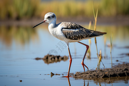 白鹳群鸟湿地上的候鸟背景