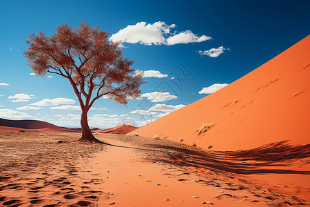 沙漠脚印沙漠中的孤独树插画