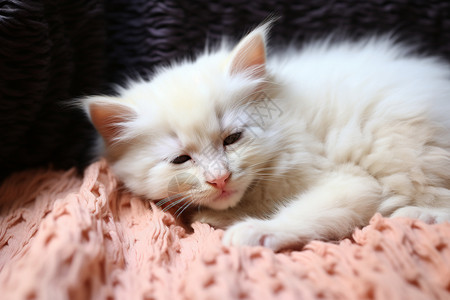 小白猫宝宝婴儿宠物高清图片