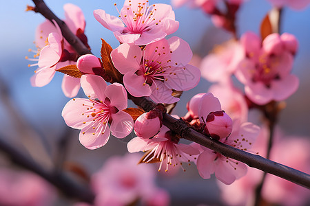 春日粉色花园图片