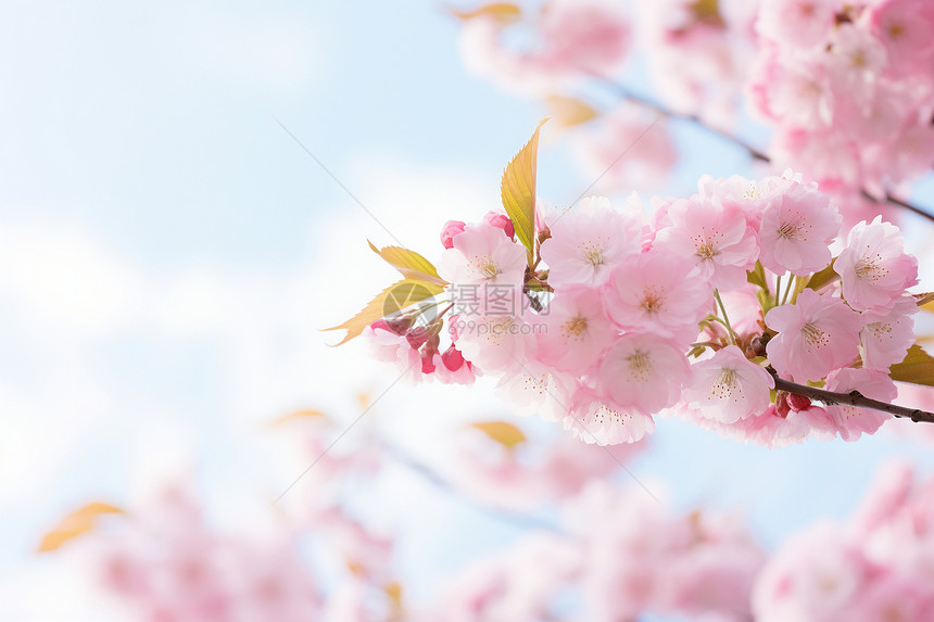 春天的粉色绽放图片
