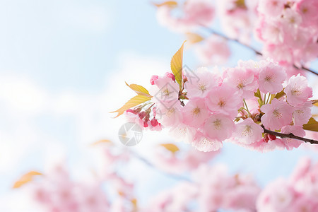 春天的粉色绽放图片
