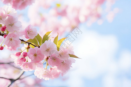 樱花盛开盛开花束高清图片
