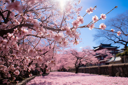 阳光透过樱花树木图片