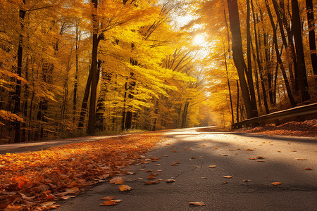秋日林间的黄叶之路图片