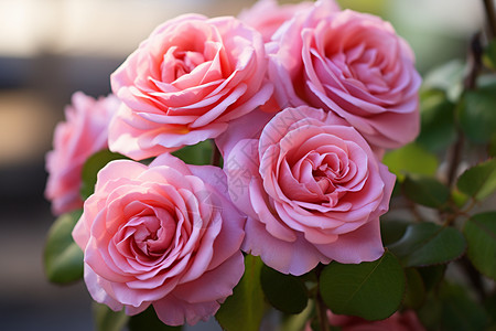 粉红玫瑰花束图片