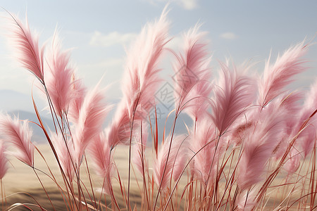 梦幻美丽的粉红花穗花海高清图片
