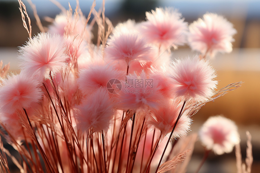 日光下的粉红花穗图片