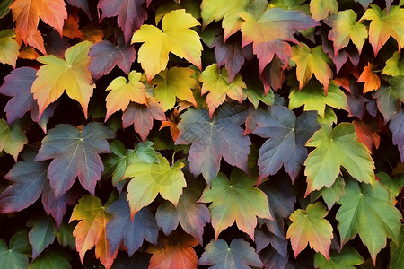秋色阑珊的叶子墙壁背景图片