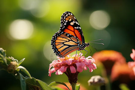 花蕊纹理素材夏季花朵上的野生蝴蝶背景