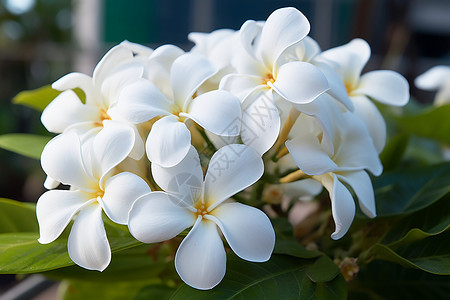 春季花园中绽放的白色花朵背景图片