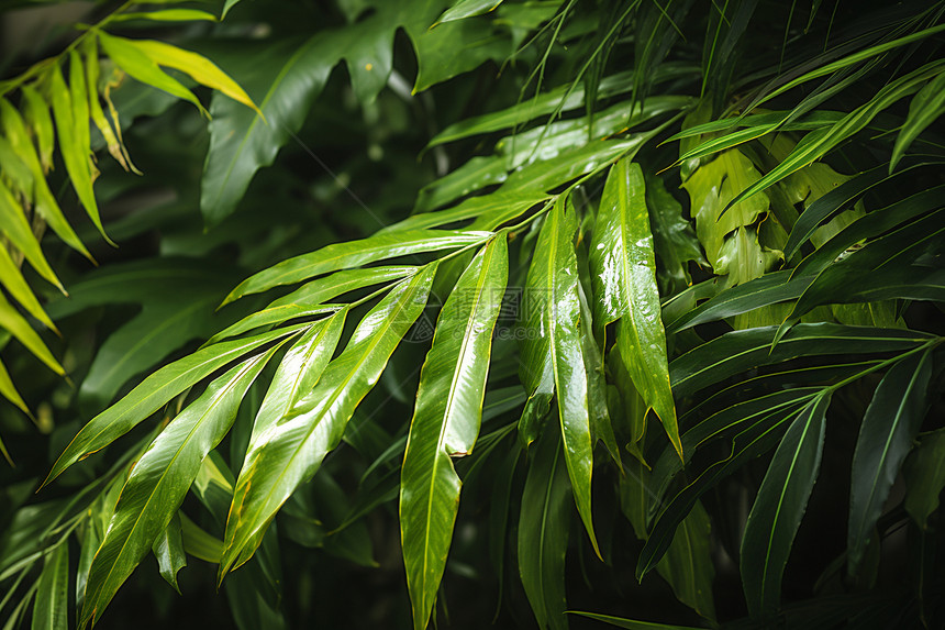 热带雨林中的绿色植物图片