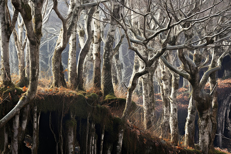 秋季白桦林的神秘景观图片