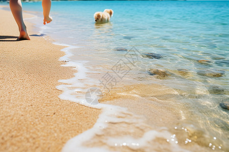 狗与海夏季海岸上清澈的海水背景