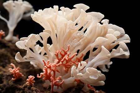水中白色的珊瑚背景图片