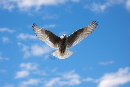 展翅的雄鹰蓝天背景下的雄鹰背景