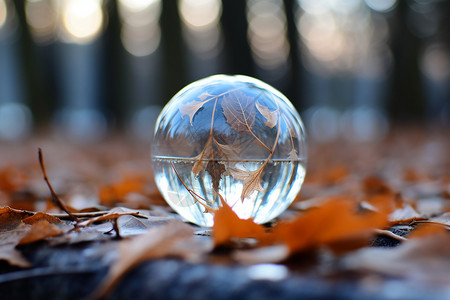 秋季落叶上的水晶球图片
