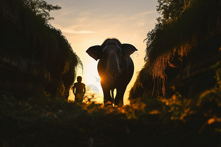 夕阳中行走的大象图片