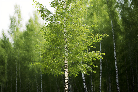 绿植中的猫猫茂密生长的白桦林背景