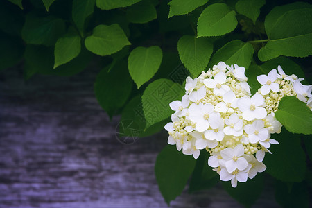 盛开的美丽白色花朵背景图片