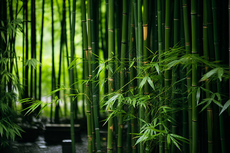 小路幽静竹林中的小路背景